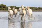 Provence-Alpes-Cote dAzur-France Herd of horses running through the marshes of the Camargue Art Print